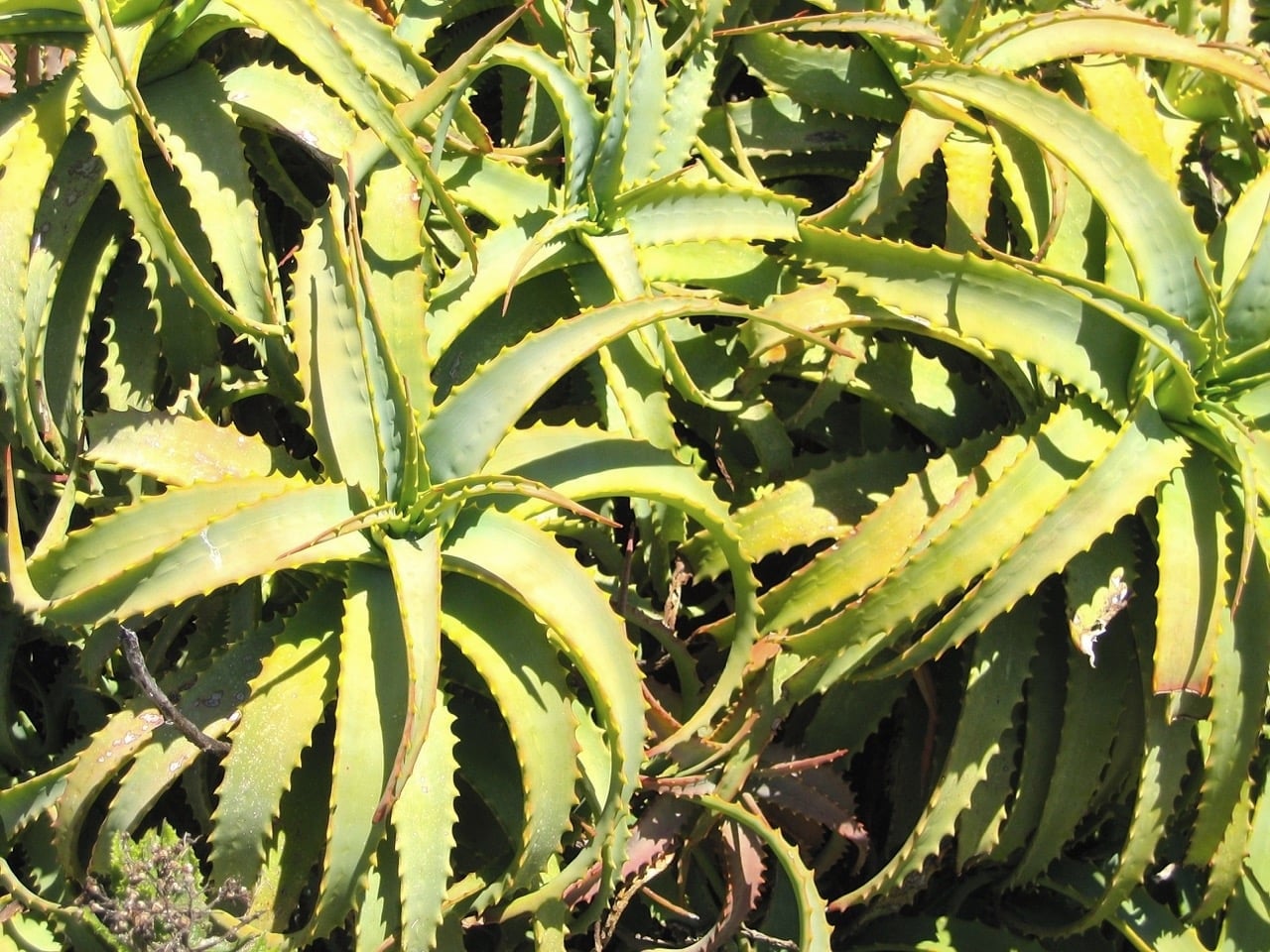 Company's Gardens — the good garden